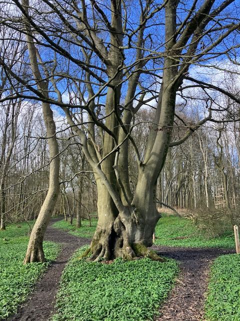 Woldingham Trees 